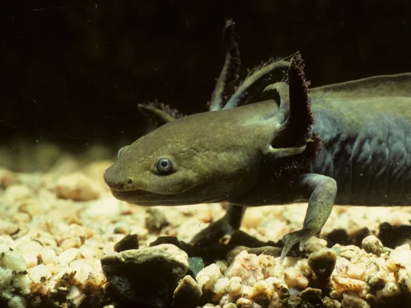 Sonoran Tiger Salamander by Tom Jones