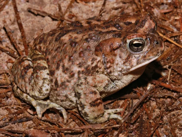 Arizona Toad by Jim Rorabaugh