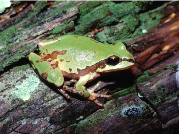 Arizona Treefrog by Jim Rorabaugh