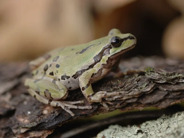 Arizona Treefrog by George Andrejko