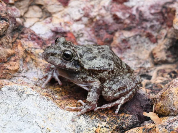 Barking Frog by Tom Jones