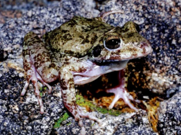 Barking Frog by Jim Rorabaugh