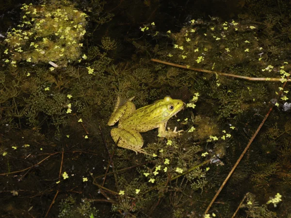 Chiricahua Leopard Frog by Tom Jones