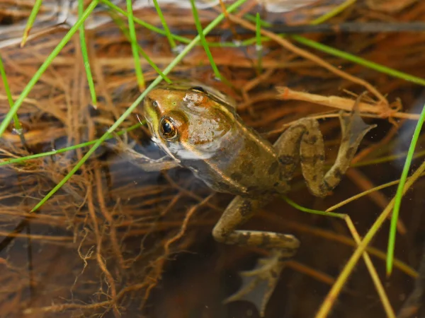 Chiricahua Leopard Frog by George Andrejko