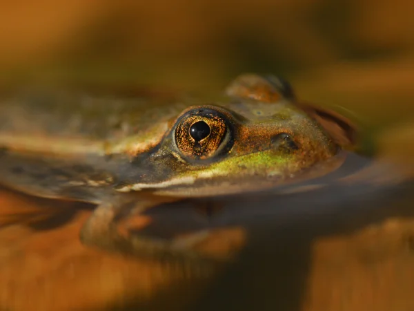 Chiricahua Leopard Frog by George Andrejko