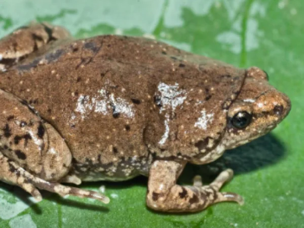 Sinaloan Narrow-mouthed Toad by Jim Rorabaugh