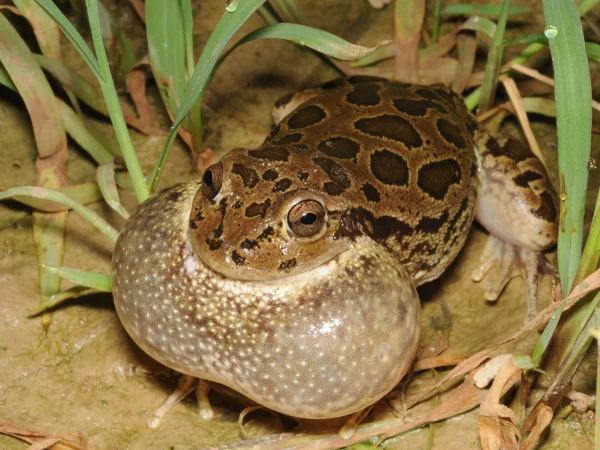 Lowland Burrowing Treefrog by Tom Jones