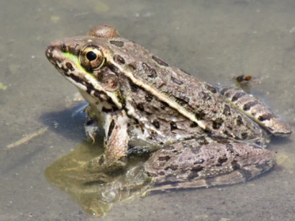Lowland Leopard Frog by Jim Rorabaugh