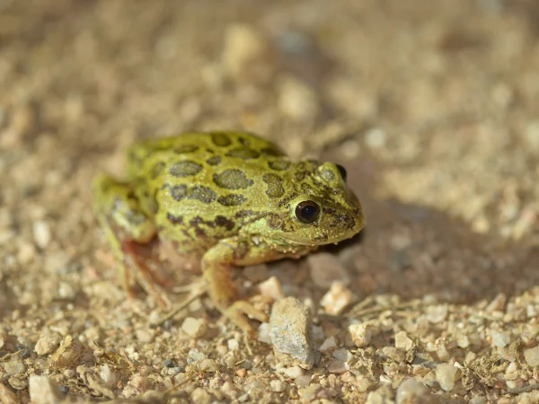 Lowland Burrowing Treefrog by George Andrejko