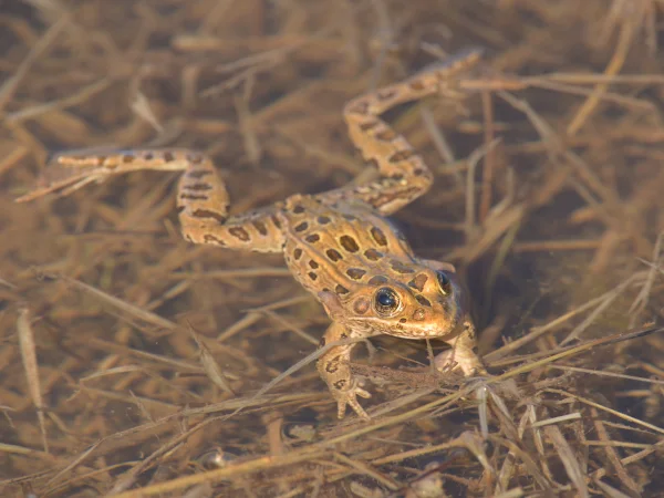 Northern Leopard Frog by George Andrejko