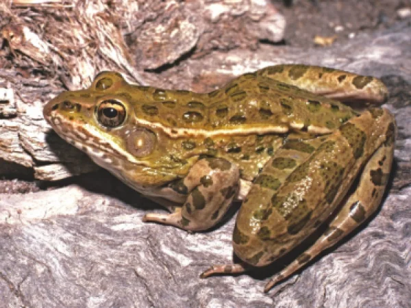 Plains Leopard Frog by Jim Rorabaugh