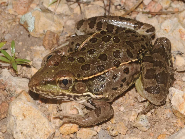 Lowland Leopard Frog by Tom Jones