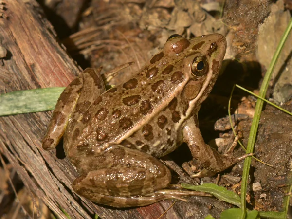 Relict Leopard Frog by George Andrejko