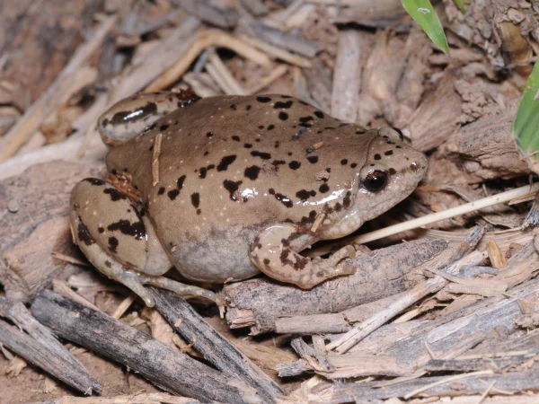 Sinaloan Narrow-mouthed Toad by Tom Jones
