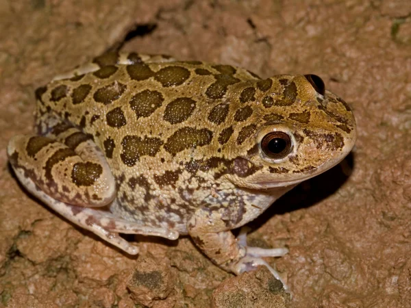 Lowland Burrowing Treefrog by Tom Jones