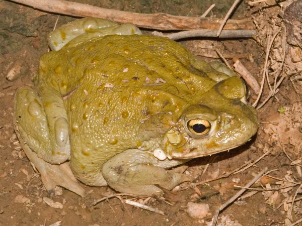 Sonoran Desert Toad by Tom Jones