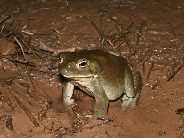 Sonoran Desert Toad by Tom Jones