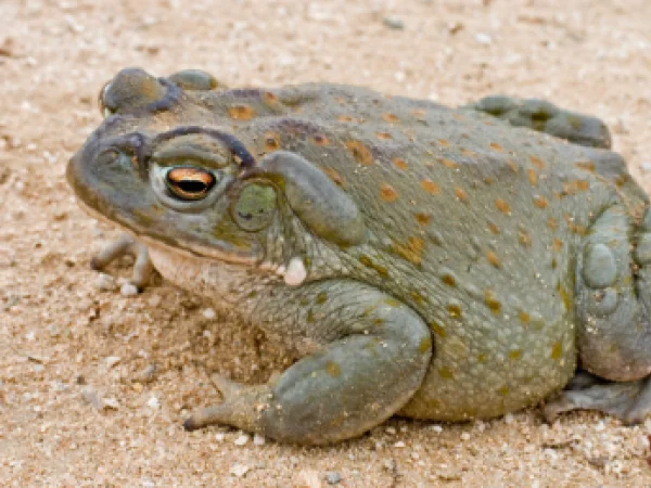 Sonoran Desert Toad by Jim Rorabaugh