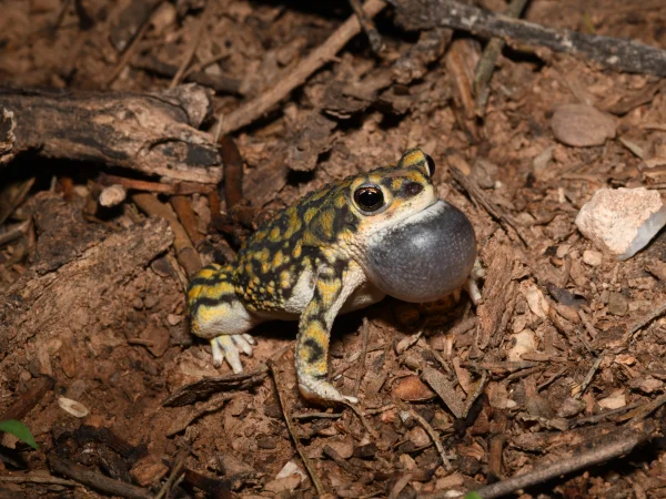 Sonoran Green Toad by Tom Jones