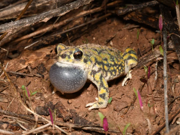 Sonoran Green Toad by Tom Jones