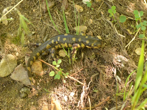 Sonoran Tiger Salamander by George Andrejko