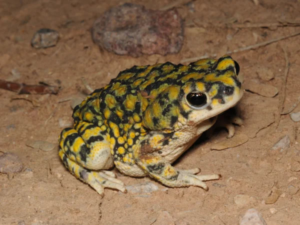 Sonoran Green Toad by Tom Jones