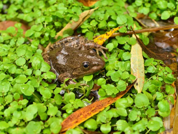 Tarahumara Frog by George Andrejko