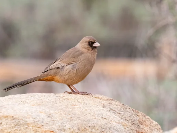 Abert's Towhee by Mick Thompson