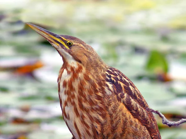 American Bittern by Mick Thompson