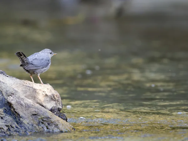 American Dipper by Mick Thompson