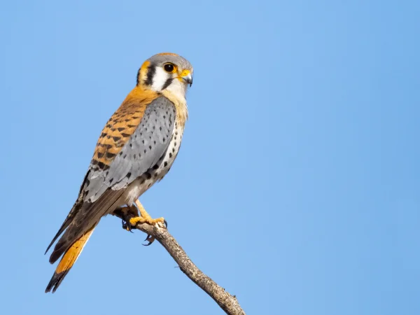 American Kestrel by Mick Thompson