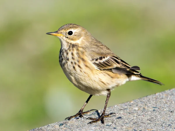 American Pipit by Mick Thompson