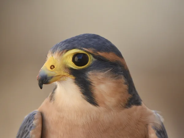 Northern Aplomado Falcon by George Andrejko