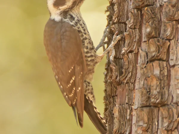 Arizona Woodpecker by George Andrejko