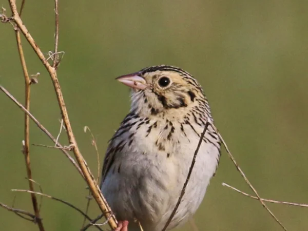 Baird's Sparrow by Tom Benson