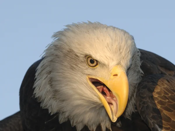 Bald Eagle by George Andrejko