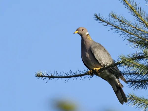 Band-tailed Pigeon by Mick Thompson
