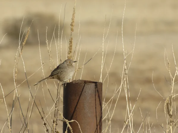 Bendire's Thrasher by George Andrejko