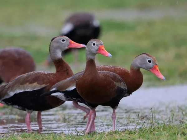 Black-bellied Whistling-Duck by Aaron Maizlish