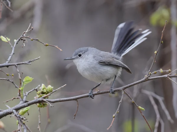 Black-capped Gnatcatcher by Andy Reago