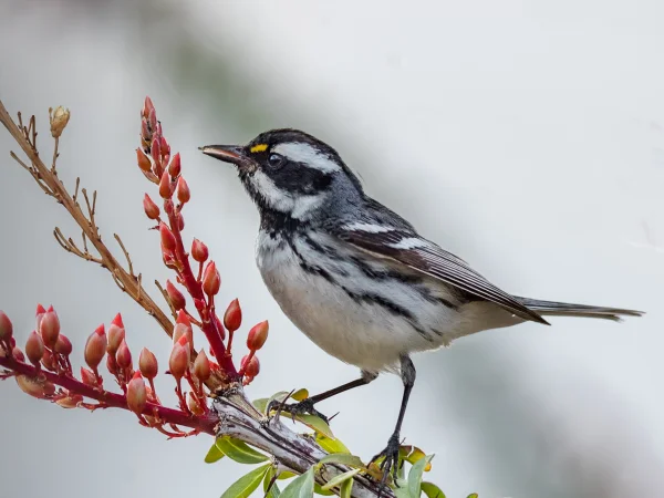 Black-throated Gray Warbler by Patricia Ware