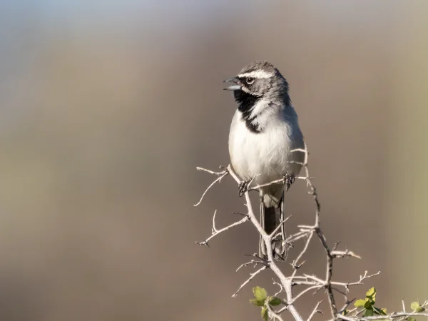 Black-throated Sparrow by Mick Thompson