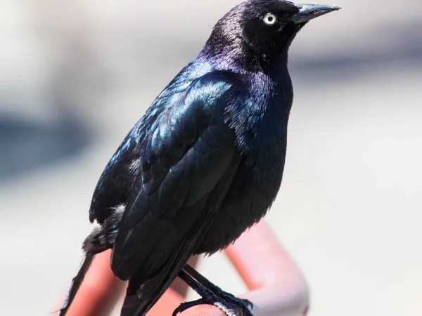 Brewer's Blackbird by Andrew Reding