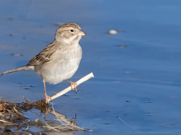 Brewer's Sparrow by Mick Thompson