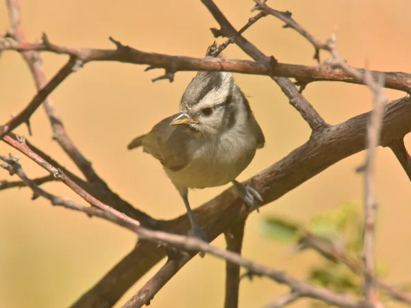 Bridled Titmouse by George Andrejko