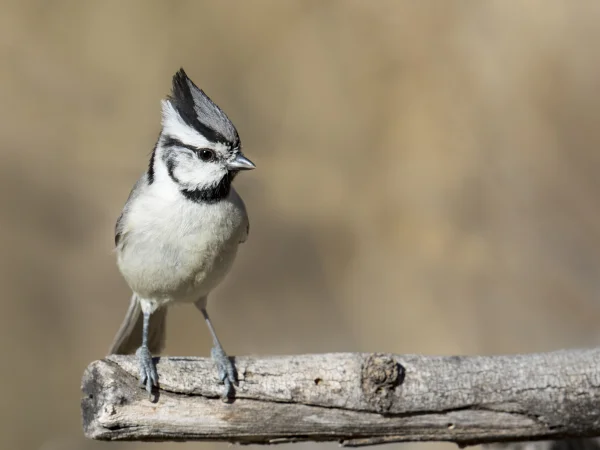 Bridled Titmouse by Mick Thompson