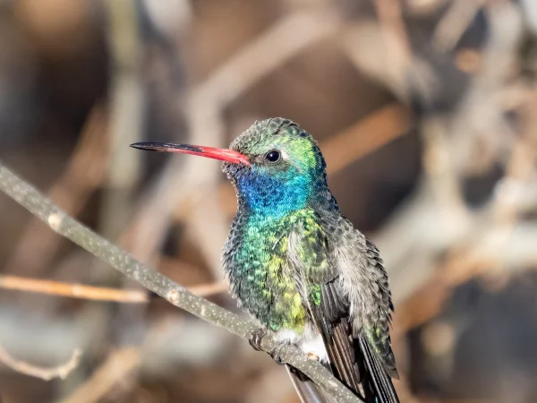Broad-billed Hummingbird by Mick Thompson