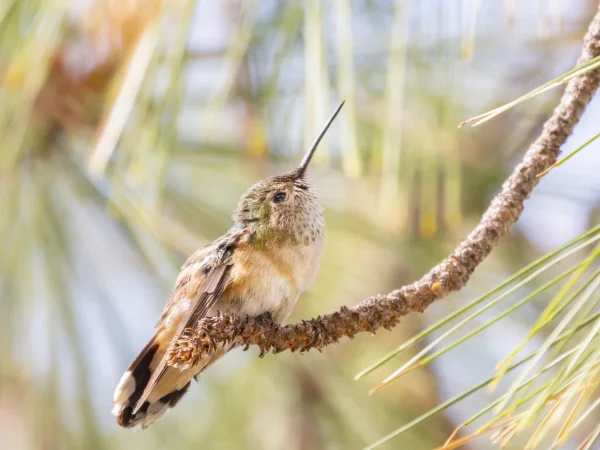 Broad-tailed Hummingbird by Mick Thompson