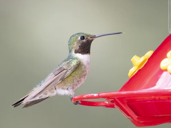 Broad-tailed Hummingbird by Mick Thompson