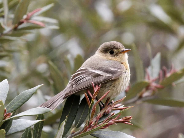 Northern Buff-breasted Flycatcher by unknown photographer